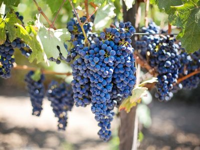 El Cambio Climático y su Impacto en el Vino: ¿Por qué el Alcohol Sube en las Uvas?